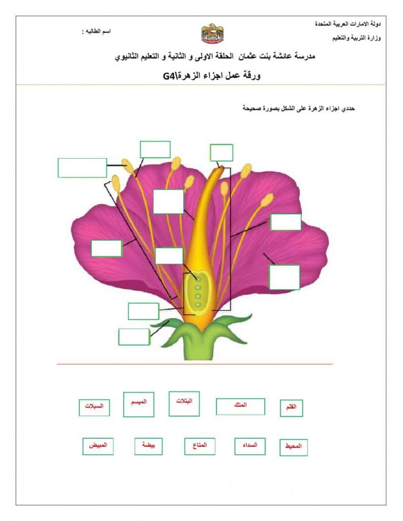 ورقة عمل تركيب الزهرة 3