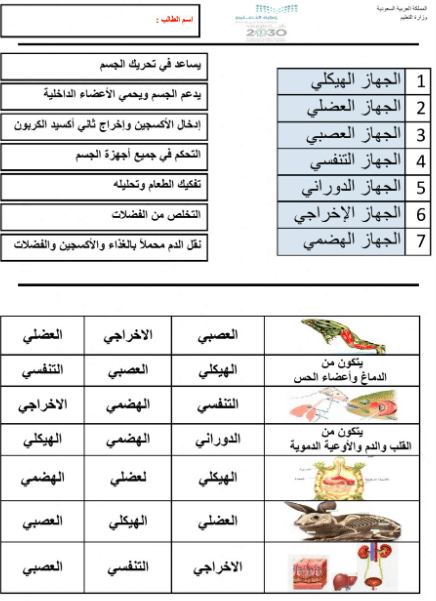 ورقة عمل اجهزة اجسام الحيوانات 4