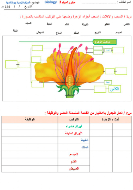 ورقة عمل تركيب الزهرة 4
