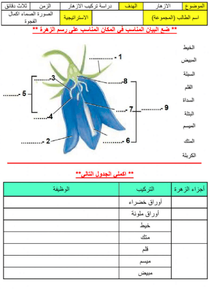 ورقة عمل تركيب الزهرة 2