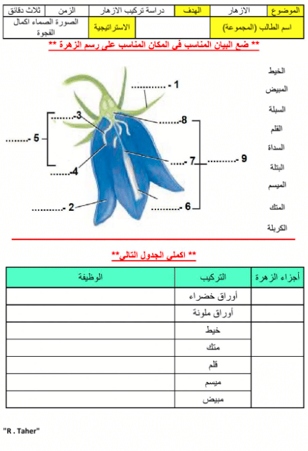 ورقة عمل النباتات الزهرية  1