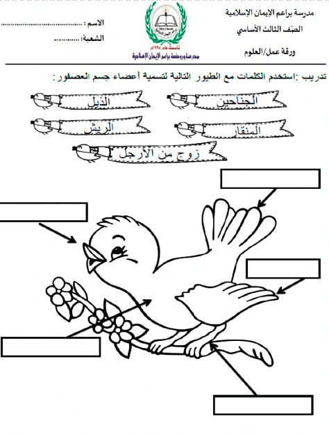 ورقة عمل الطيور 2