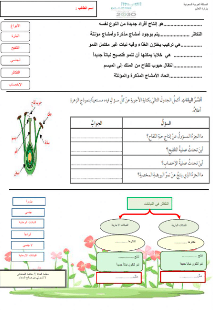 ورقة عمل مراجعة التكاثر في النباتات 2