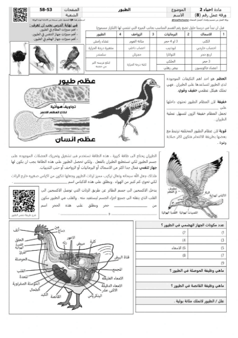 ورقة عمل الطيور 1