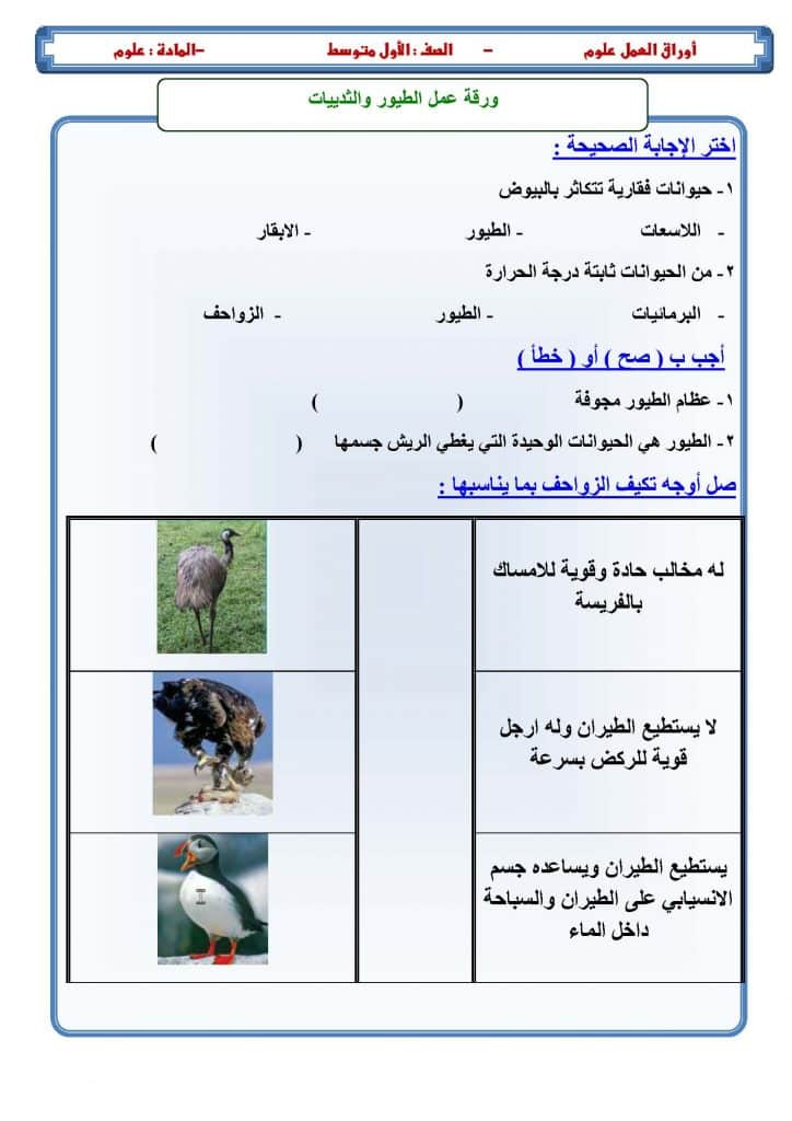 ورقة عمل الطيور 3