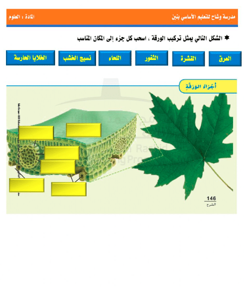 ورقة عمل البناء الضوئي أحياء ٣  3