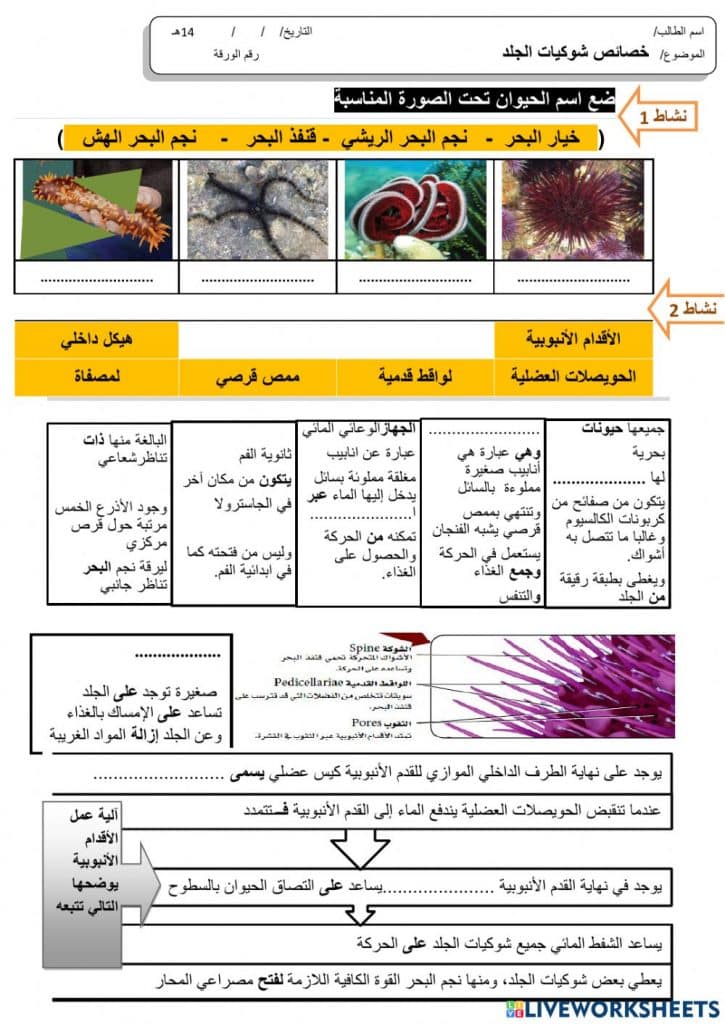 ورقة عمل خصائص شوكيات الجلد  1