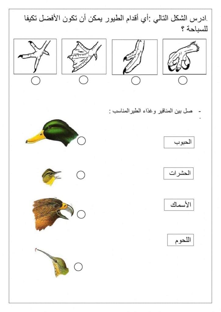 ورقة عمل الطيور 4