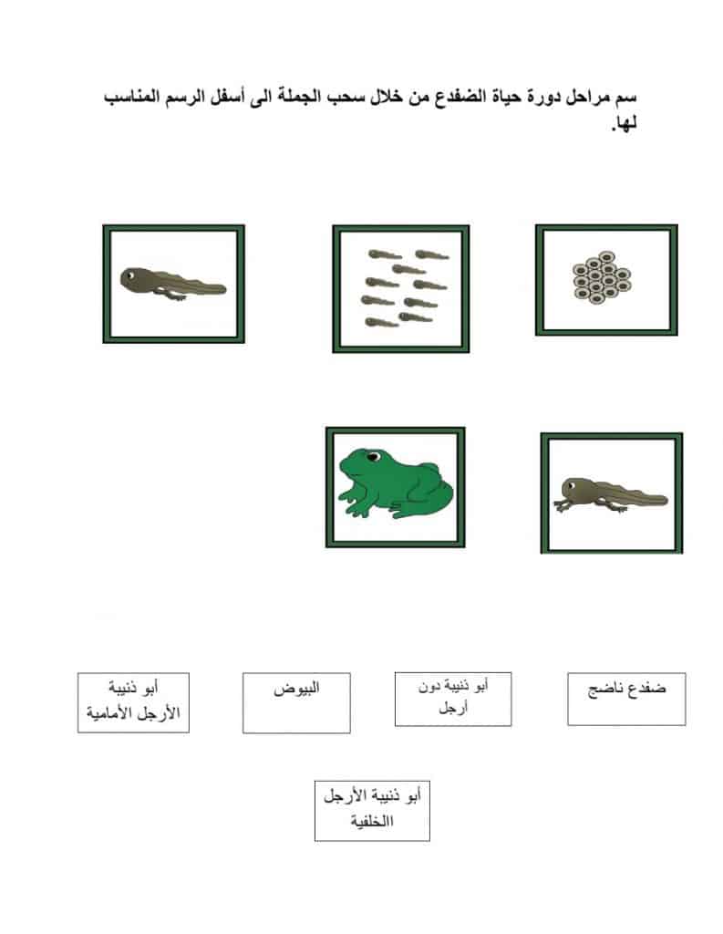 ورقة عمل دورة حياة الضفدع 1