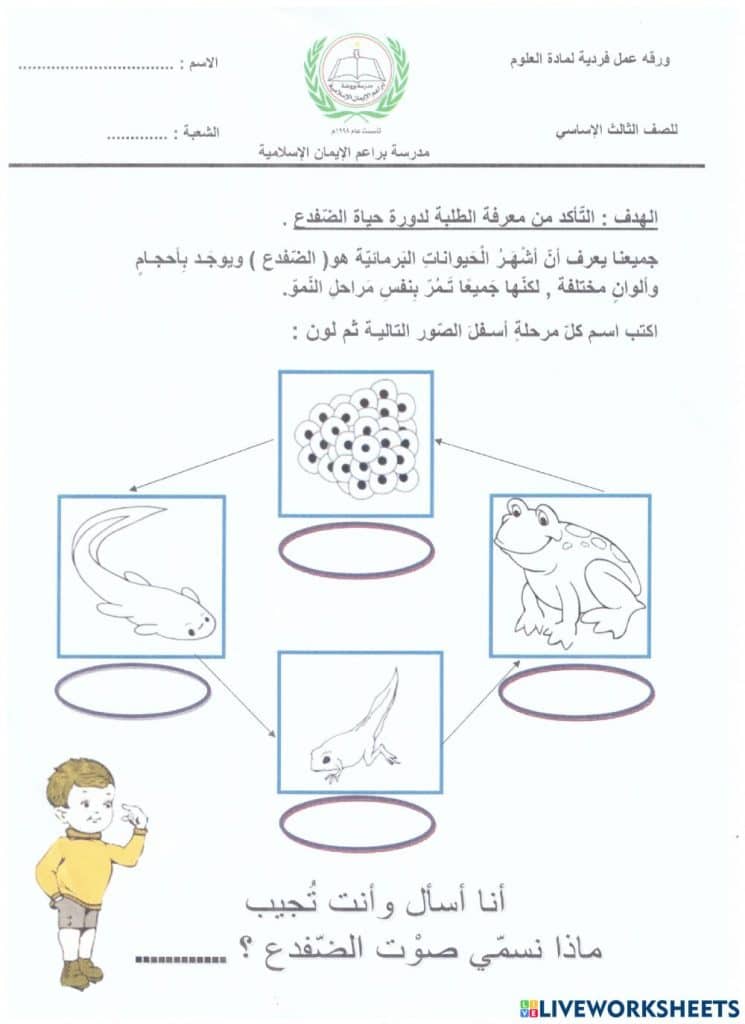 ورقة عمل دورة حياة الضفدع 2