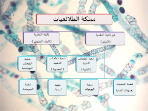 ورقة عمل تنوع مملكة الطلائعيات