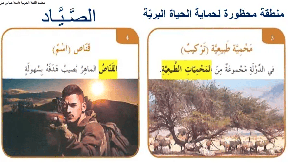 مفردات النمر الأرقط 3