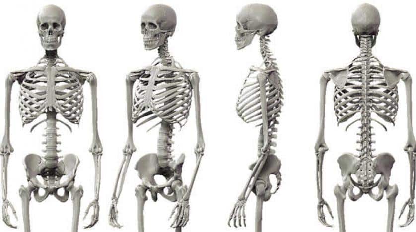 مقدمة وخاتمة عن الهيكل العظمي