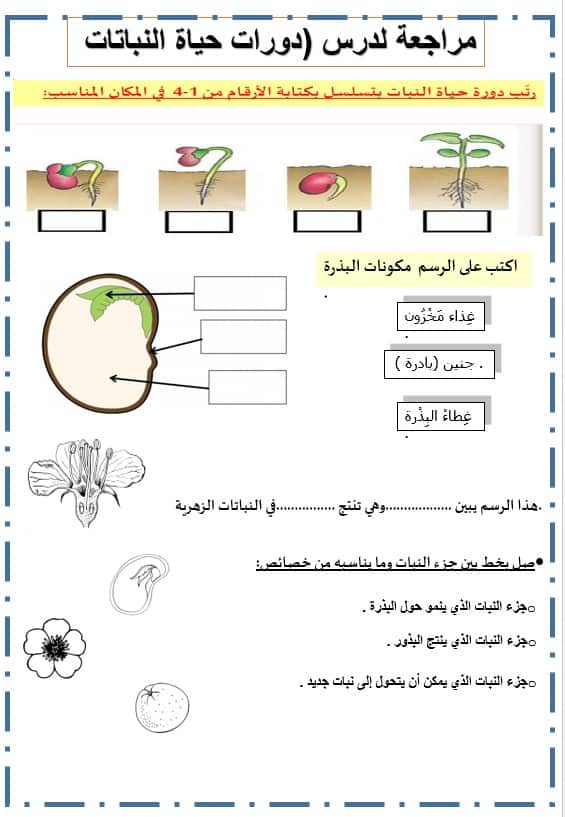 ورقة عمل دورة حياة النبات 4