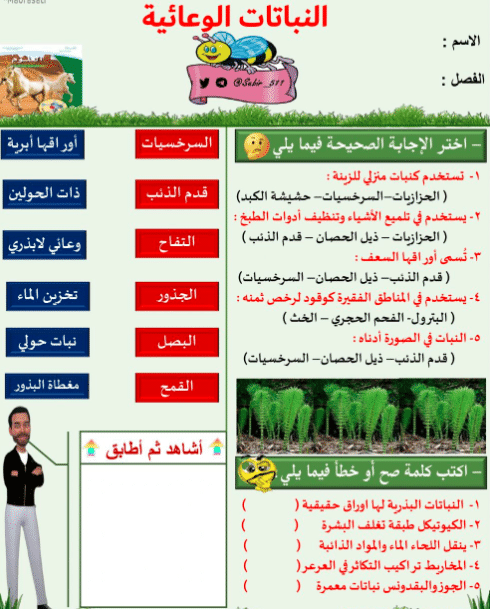 ورقــة عمل النباتات الوعائية البذرية 3 1