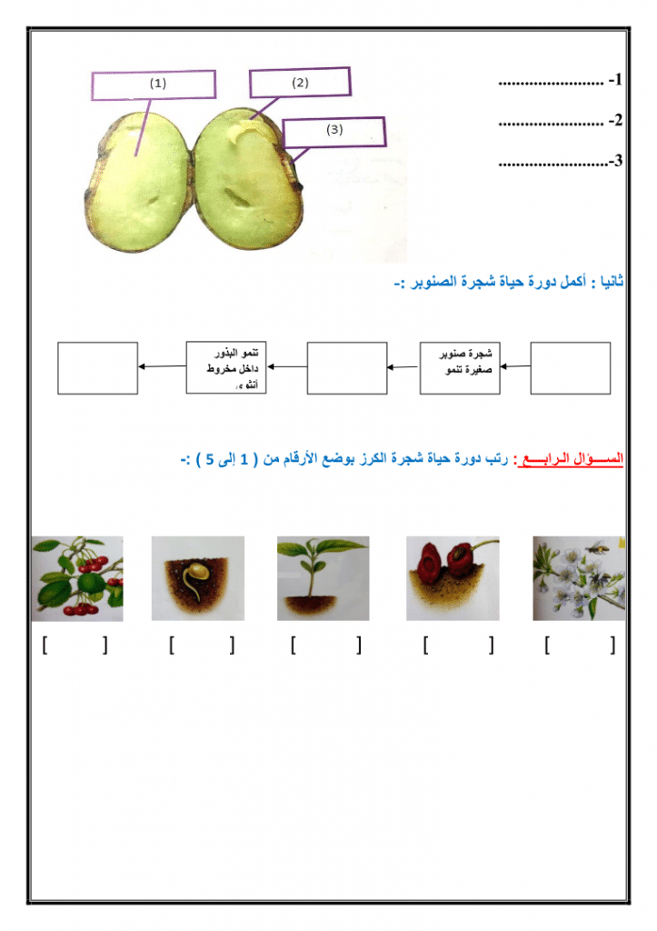 ورقة عمل دورة حياة النبات 3