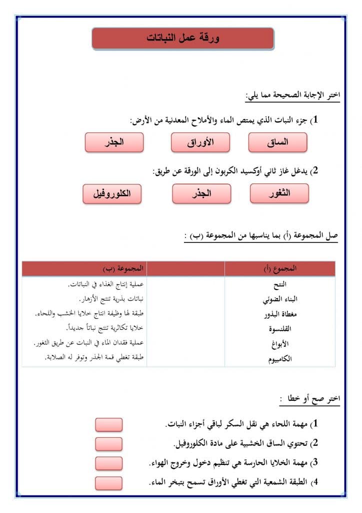 ورقــة عمل النباتات الزهرية 2