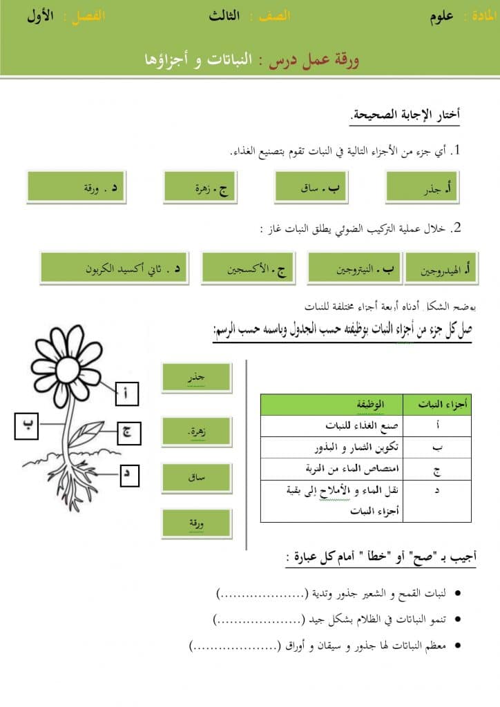 ورقة عمل النباتات وأجزاؤها