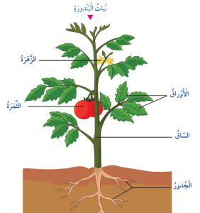ورقة عمل النباتات وأجزاؤها