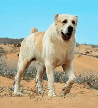 صورالاباي 4