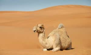 تقرير عن الابل