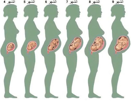 متى يظهر بطن الحامل