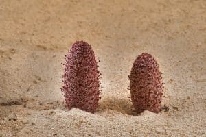 اسماء النباتات الصحراوية في الامارات