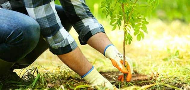 بحث جامعي عن الزراعه