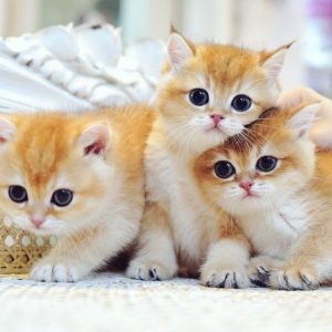 اقتراح اسماء قطط