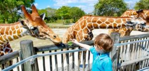 موضوع عن الذهاب الى حديقة الحيوان