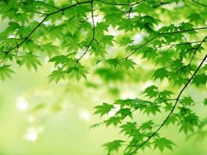 تعبير عن اللون الأخضر بالانجليزي