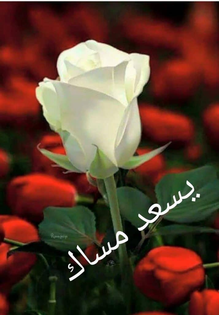 رد على يسعد مساك