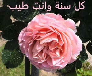 رد على كل سنه وانت طيب