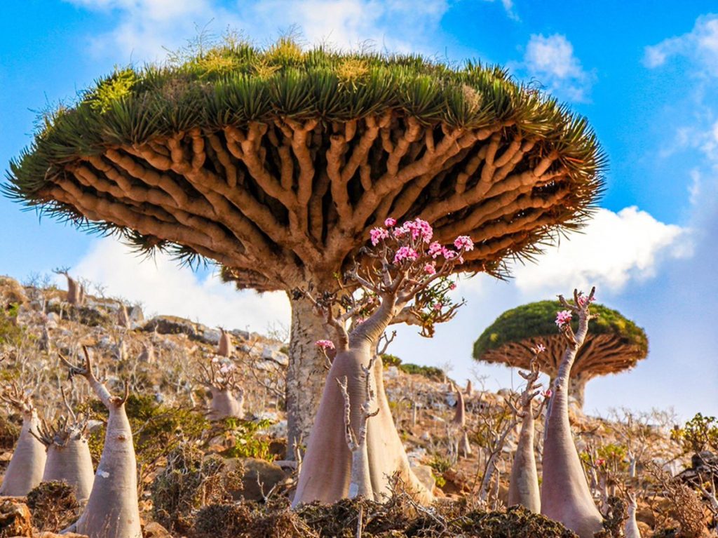 تعبير عن سقطرى جزيرة السعادة