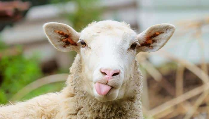صورمضحكة عن خروف العيد3