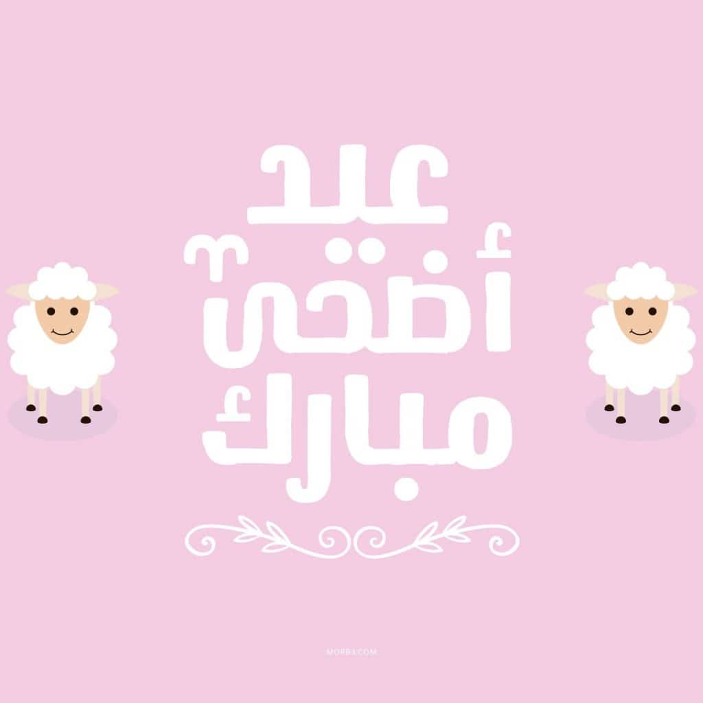 أجمل الصور خروف العيد3