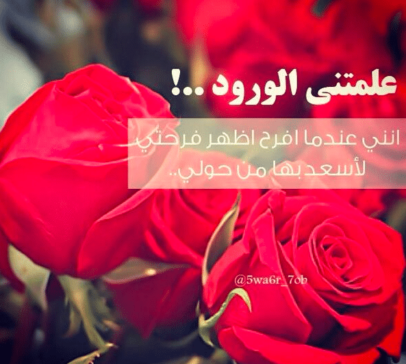 عبارة عن الورد تويتر 2
