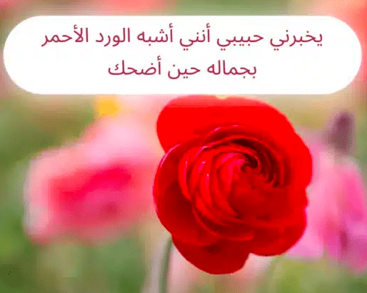عبارة عن الورد تويتر 4
