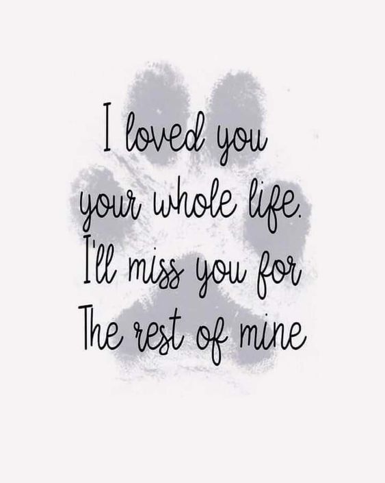 what to say to someone who lost a pet