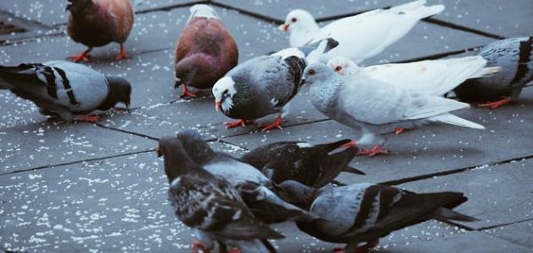 كيف ابدا مشروع تربية الحمام