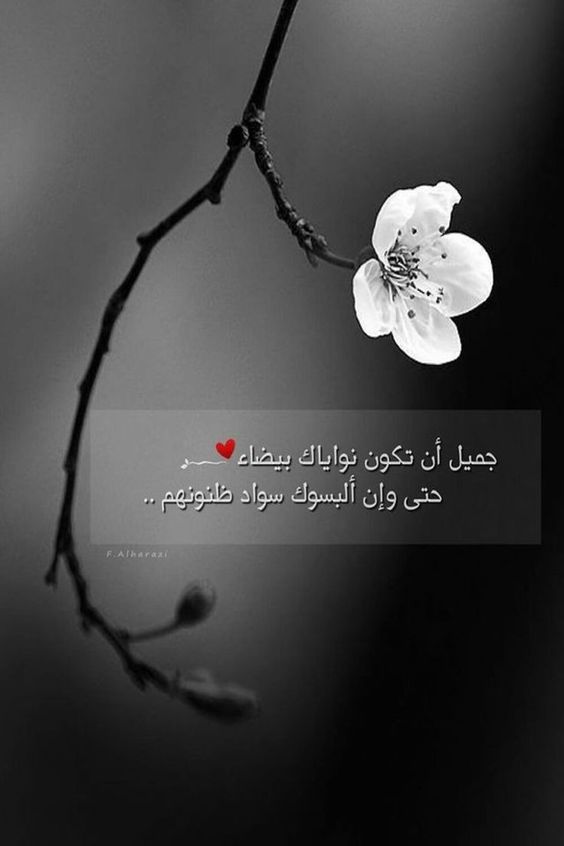 كلمات جميلة وحكم معبرة