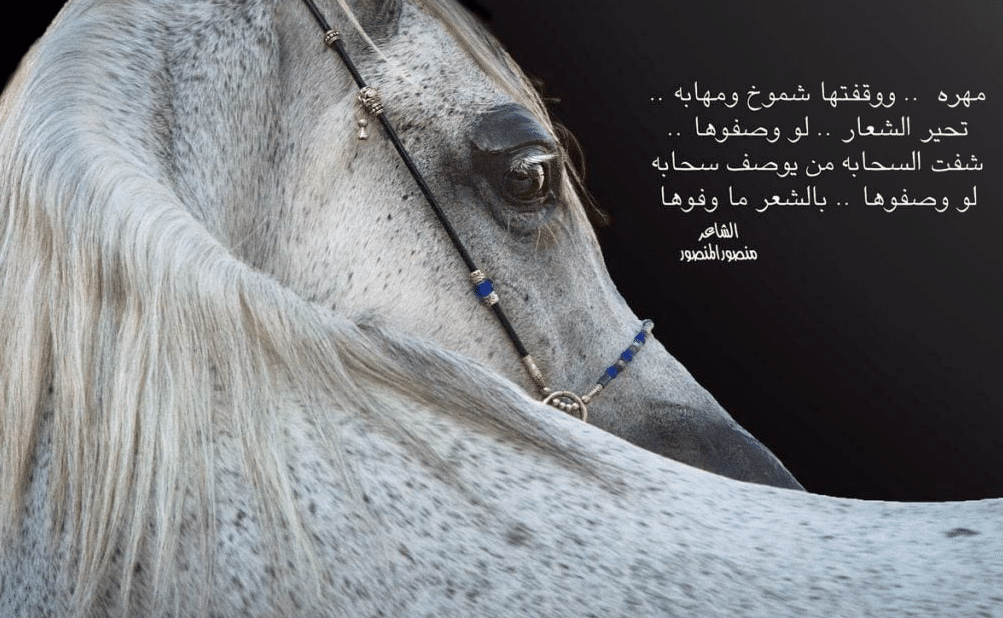 اقوال وحكم عن الفروسية
