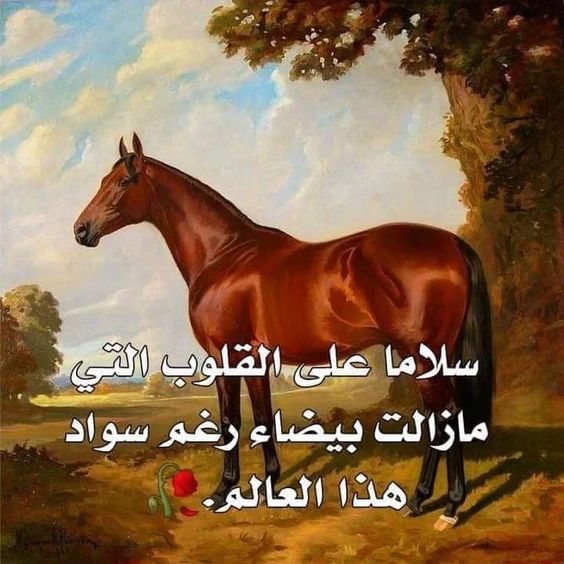 خلفيات مكتوب عليها كلام قوي3