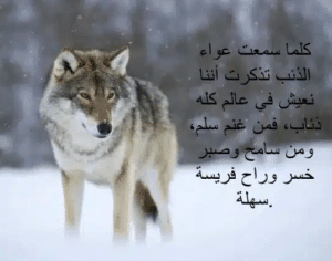 اشعار عن الذيب