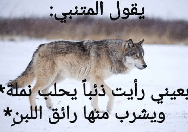 اشعار عن الذئب