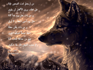 اشعار عن الذئب