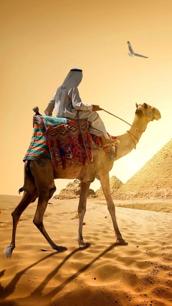 شعر بدوي عن الفارس