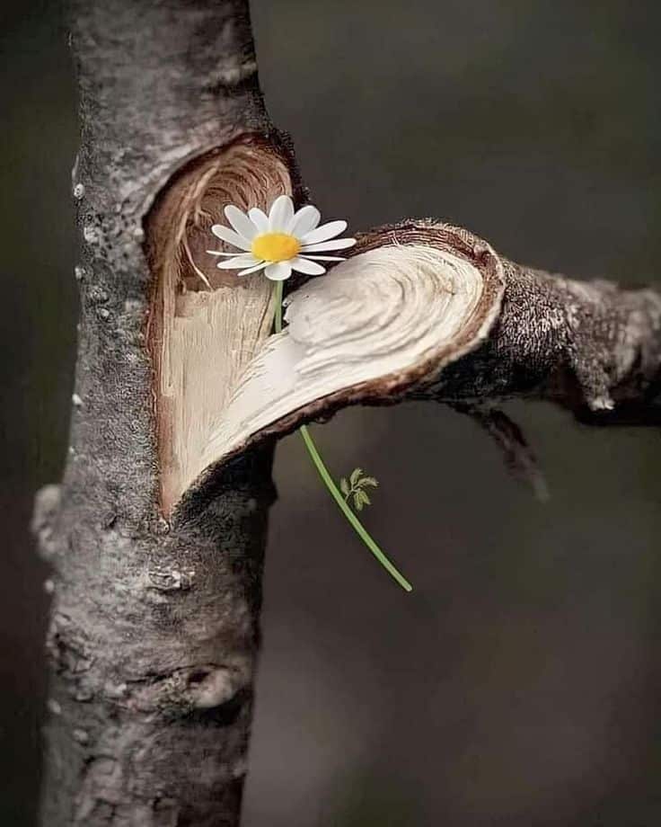 شعر بدوي عن الغزل