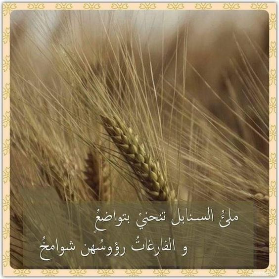 شعر بدوي عن الغرور