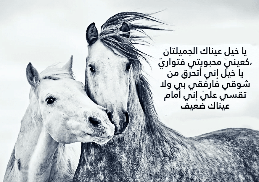 أقوال مأثورة في الخيل